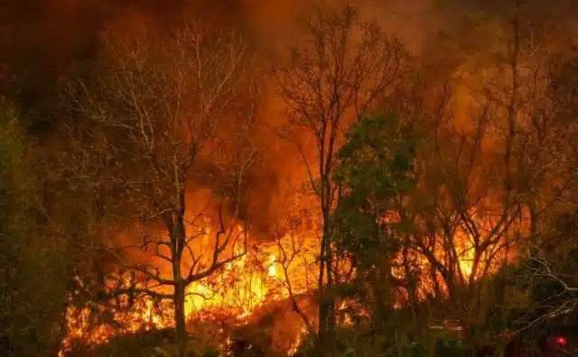 Pourquoi rêver de feu de forêt ?