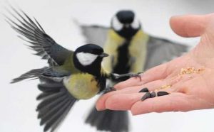 Pourquoi rêver de nourrir des oiseaux ?