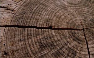 Pourquoi rêver de tronc d'arbre ?