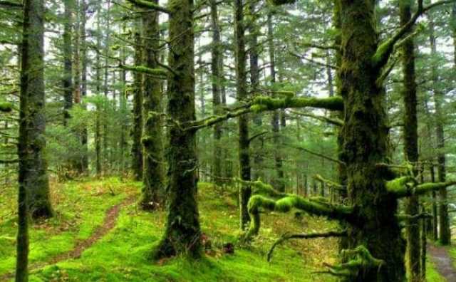 La symbolique d'une forêt en rêve : 