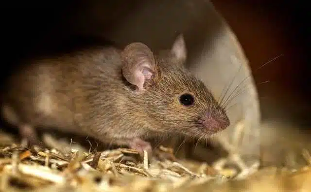 Pourquoi rêver de souris qui court ?