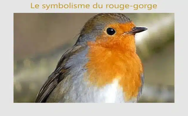 Rouge-gorge : quelle est la signification de son symbole ?