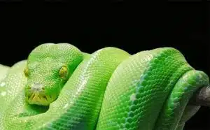 Pourquoi rêver de boa vert ?
