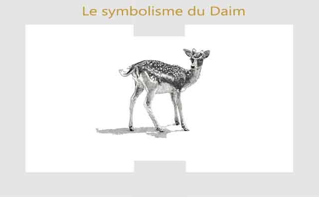 Daim : symbolisme et signification