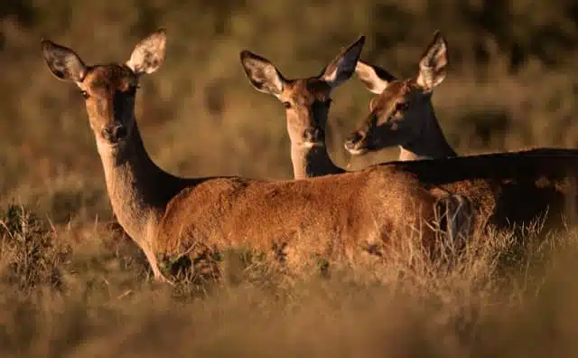 Pourquoi rêver de biche ?