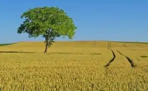 Pourquoi rêver d'un arbre aux feuilles vertes ?