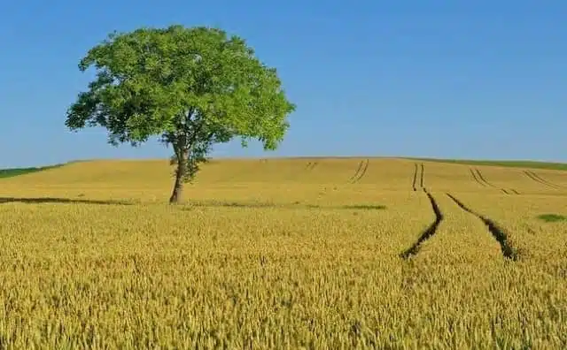 Pourquoi rêver d'un arbre aux feuilles vertes ?