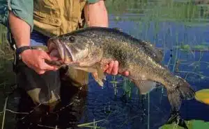 Rêver d'attraper du poisson : quelles interprétations et significations ?