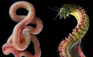 Rêver de vers et de serpents : quelles interprétations et significations ?