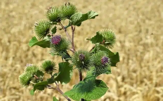 Signification et symbolisme de la bardane dans le langage des fleurs :