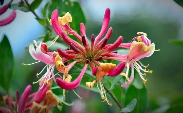 Chèvrefeuille dans le langage des fleurs : signification et symbole