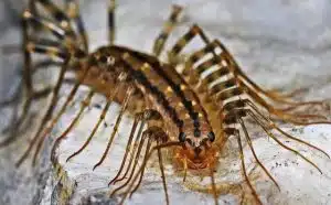 Rêve de mille pattes : quelles interprétations et significations ?