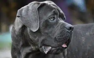 Rêver d'un chien énorme : quelles interprétations et significations ?