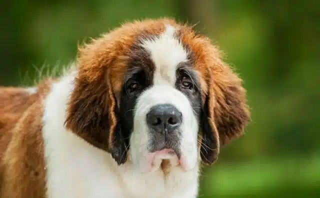 Rêver d'un chien saint Bernard : quelles interprétations et significations ?