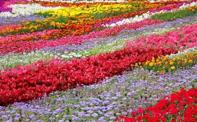 Pourquoi rêver de parterre de fleurs ?