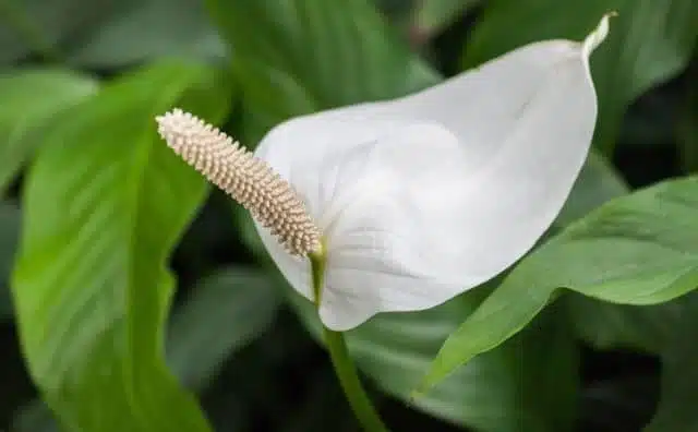 Plante le lys de la paix contre les mauvais esprits : 