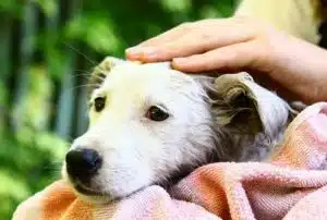 Prière de protection pour les animaux contre le mauvais oeil :