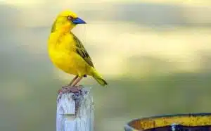 Rêver d'oiseau jaune : quelles interprétations, symbolisme et significations ?