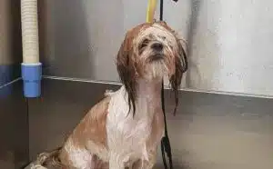 Rêver d'un chien mouillé : quelles interprétations, symbolisme et significations ?