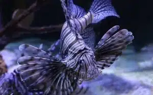 Rêver de poisson violet : quelles interprétations et significations ?