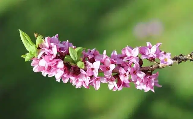 Fleurs de daphné : symboles et signification