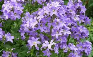 Rêver de campanules : quelles interprétations, symbolisme et significations ?