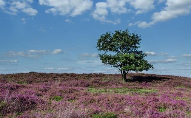 Rêver de lande : quelles interprétations, symbolisme et significations ?