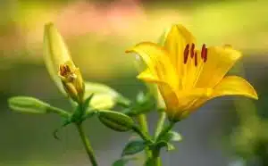 Rêver de lys jaune : quelles interprétations, symbolisme et significations ?