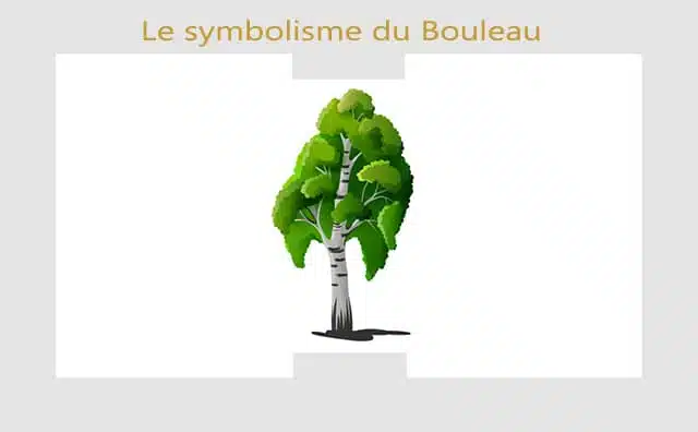 Bouleau : symboles et signification