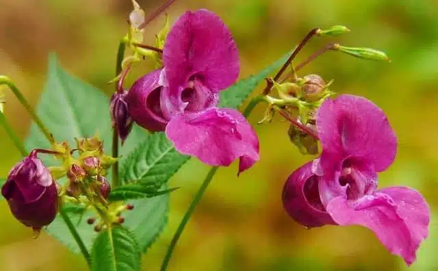 Rêver de balsamine : quelles interprétations, symbolisme et significations ?