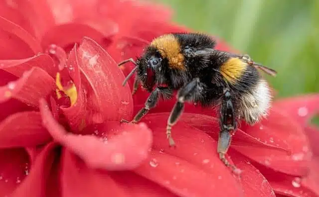 Rêver de bourdon : quelles interprétations, symbolisme et significations ?