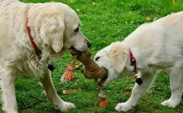 Rêver de Golden Retriever : quelles interprétations, analyses et significations ?