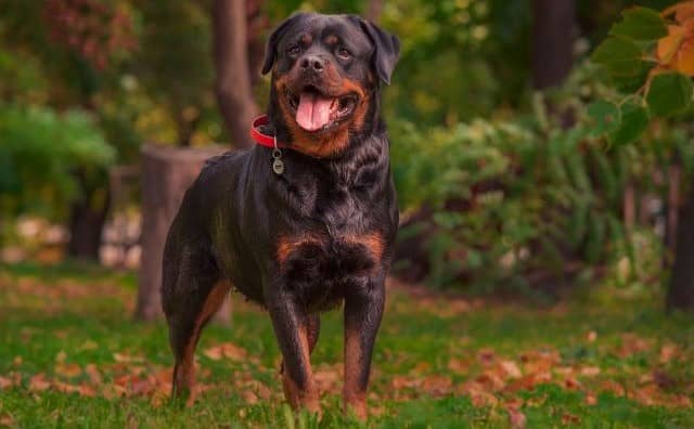 Rêver de rottweiler : quelles interprétations, analyses et significations ?