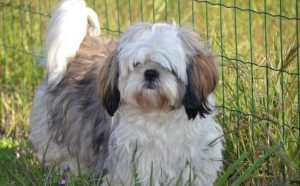 Rêver de Shih Tzu : quelles interprétations, analyses et significations ?