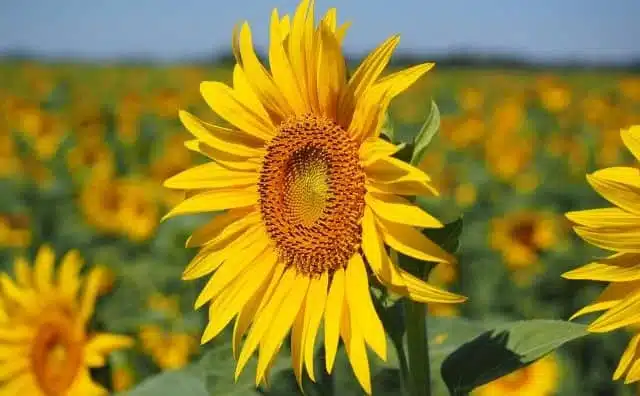 Rêver de tournesols : quelles interprétations, analyses et significations ?