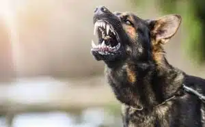 Rêver de chien enragé : quelles interprétations, analyses et significations ?
