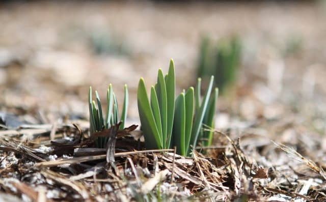 Rêver du mois d'avril : quelles interprétations, analyses et significations ?