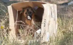 Rêver d'abandonner son chien : quelles interprétations, analyses et significations ?