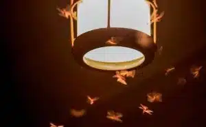 Rêver d'insectes volants : quelles interprétations, analyses et significations ?