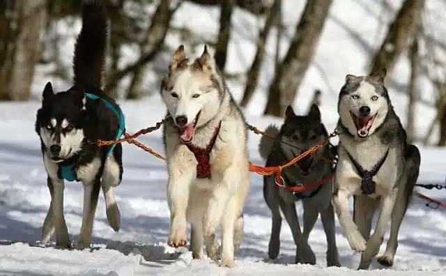 Rêver de chien de traineau : quelles interprétations, analyses et significations ?