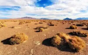 Rêver de steppe : quelles interprétations, analyses et significations ?