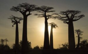 Rêver de baobab : quelles interprétations, analyses et significations ?