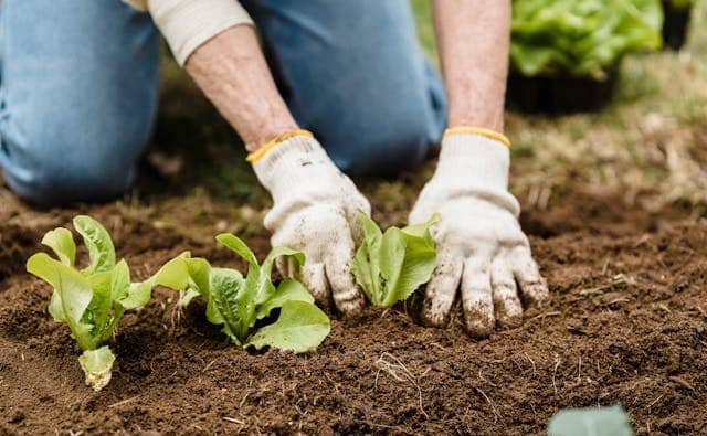 Rêver de jardinier : quelles interprétations, analyses et significations ?