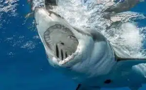 Rêver de requin qui attaque : quelles interprétations, analyses et significations ?
