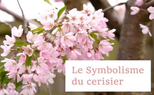 Quel est le symbolisme du Cerisier ?