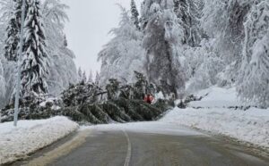 Arbre tombé bloquant une route : Signification du rêve