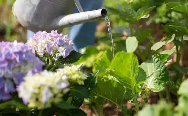 Pourquoi rêver d'arroser des fleurs ?