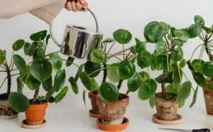 Rêver d'arroser des plantes : quelles interprétations, analyses et significations ?