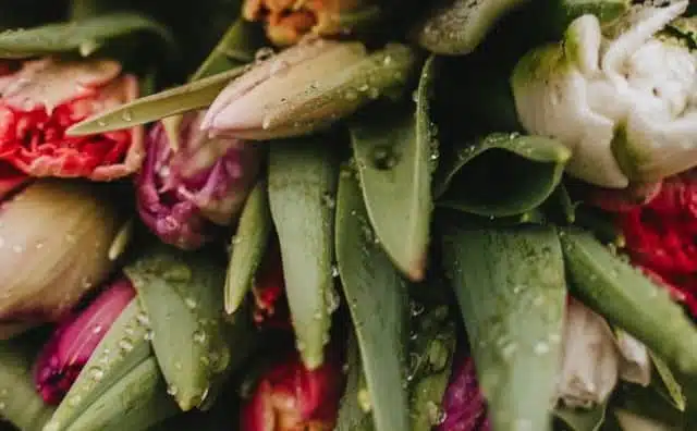 Pourquoi rêver d'arroser des tulipes ?