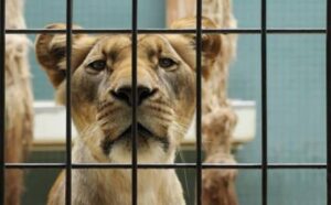 Rêver d'animaux en cage : quelles interprétations, analyses et significations ?